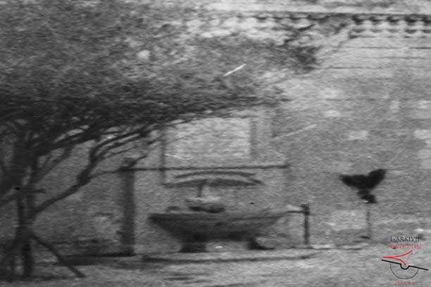 Dolphin fountain at the Citadel