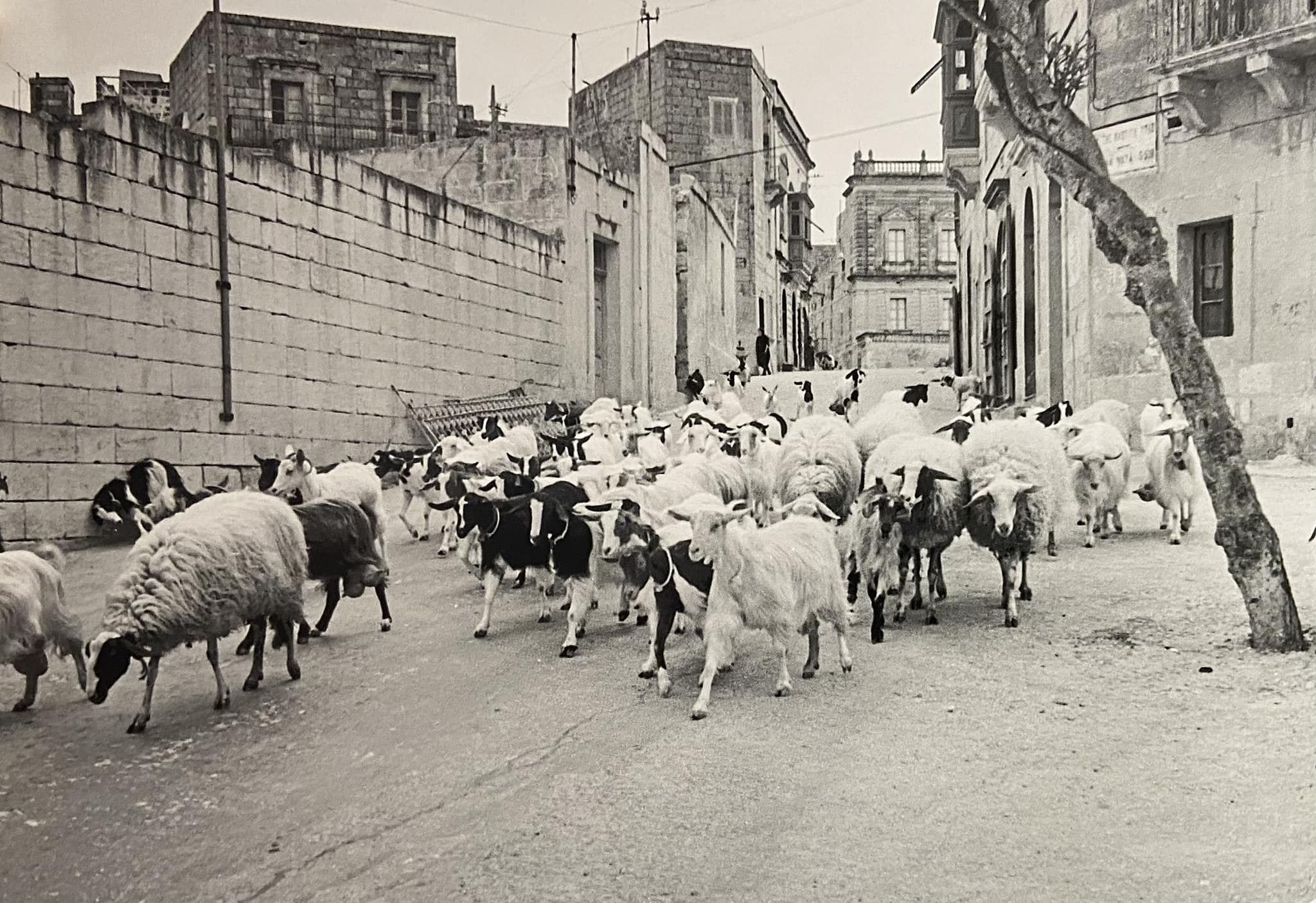 Shepherd’s path through Capuchins' Street