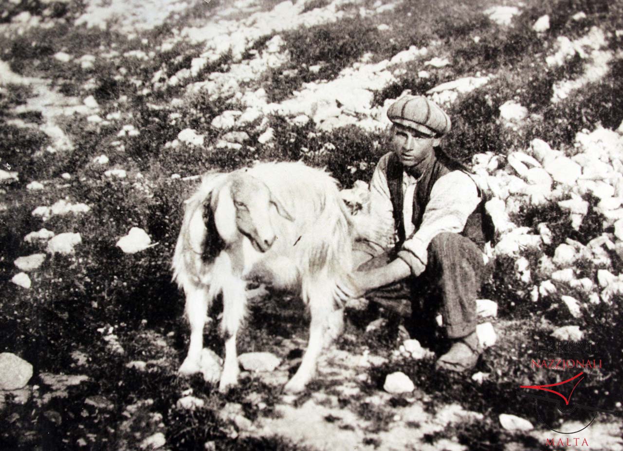 Herding in Gozo’s countryside