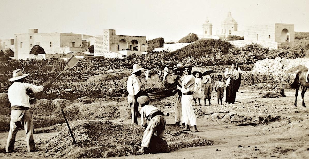 Threshing scene in Gozo