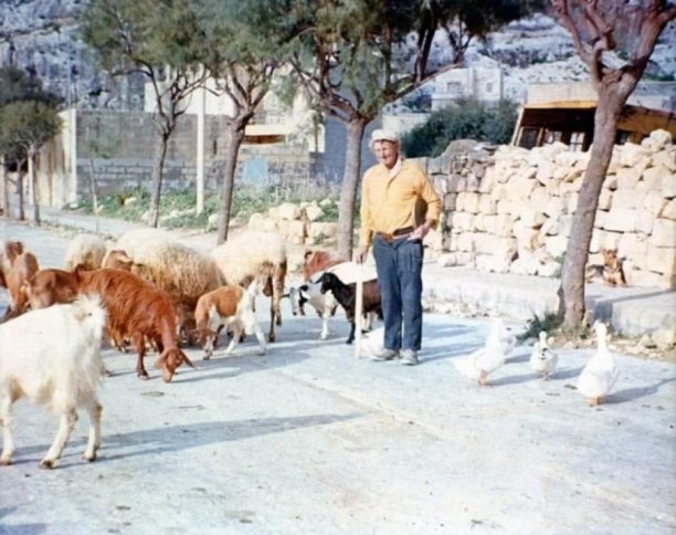 Farmer tending livestock in Xlendi