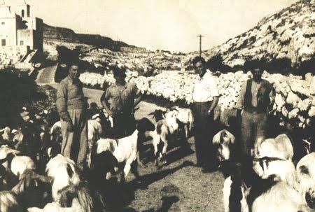 Goat herding in Xlendi valley