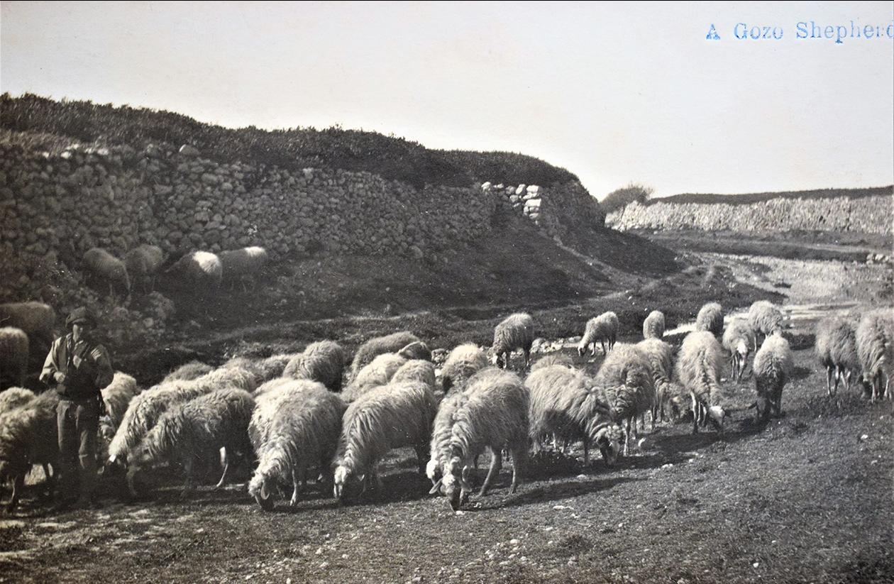 Gozo Shepherds