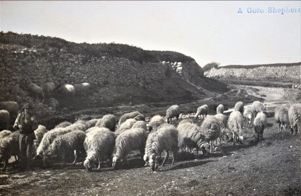 Gozo Shepherds