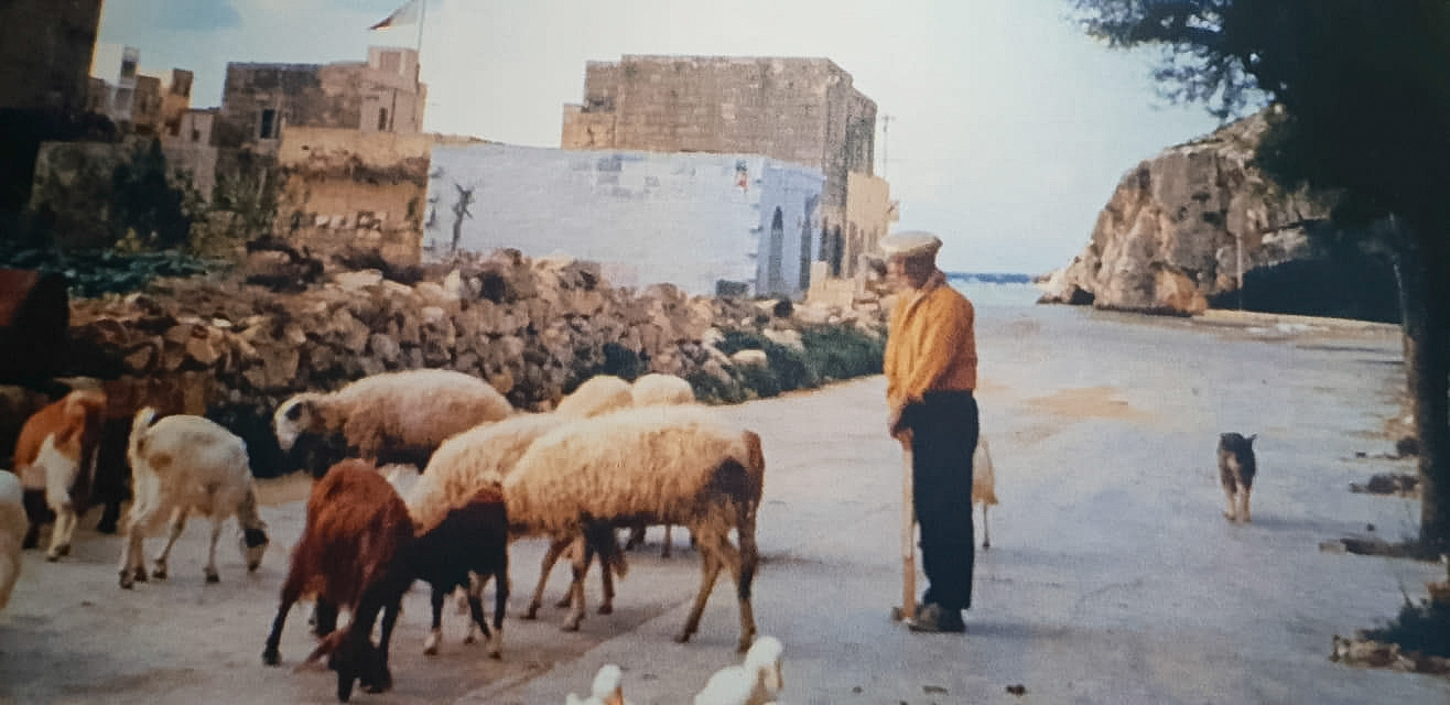 Shepherd and flock in Xlendi