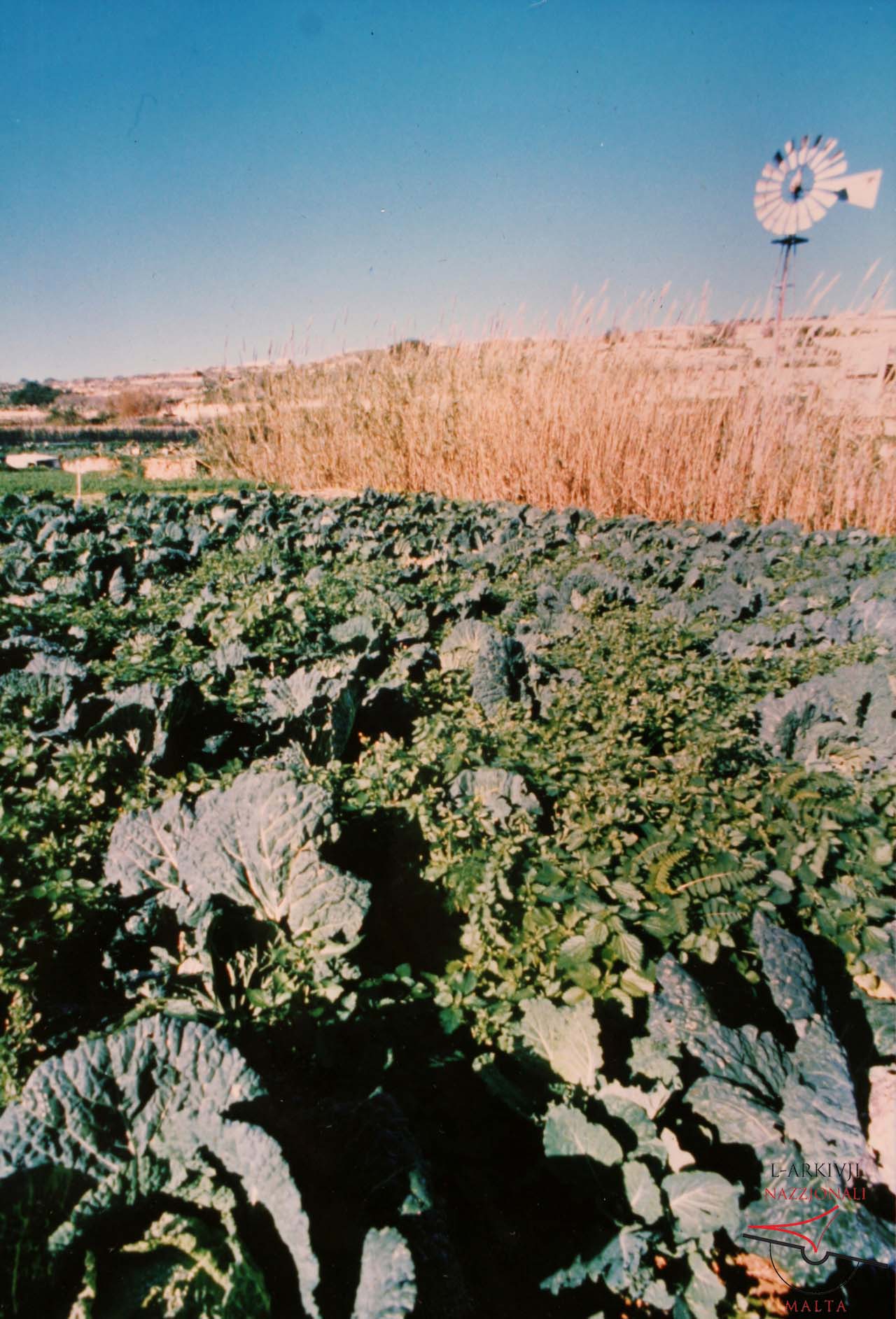 Daħlet Qorrot Valley