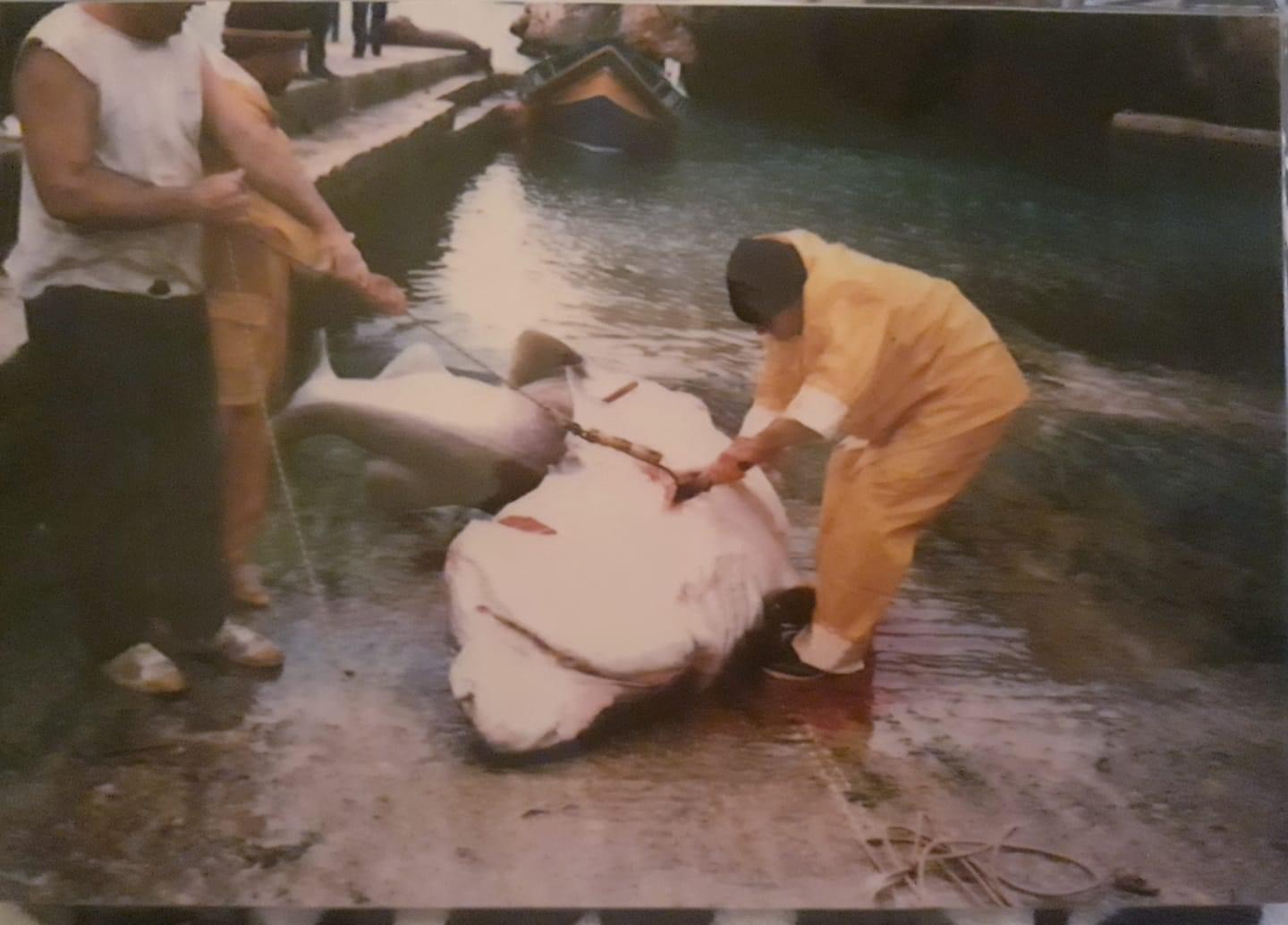 Fishermen with a large catch in Xlendi