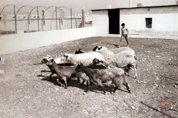 Gozo Experimental Farm
