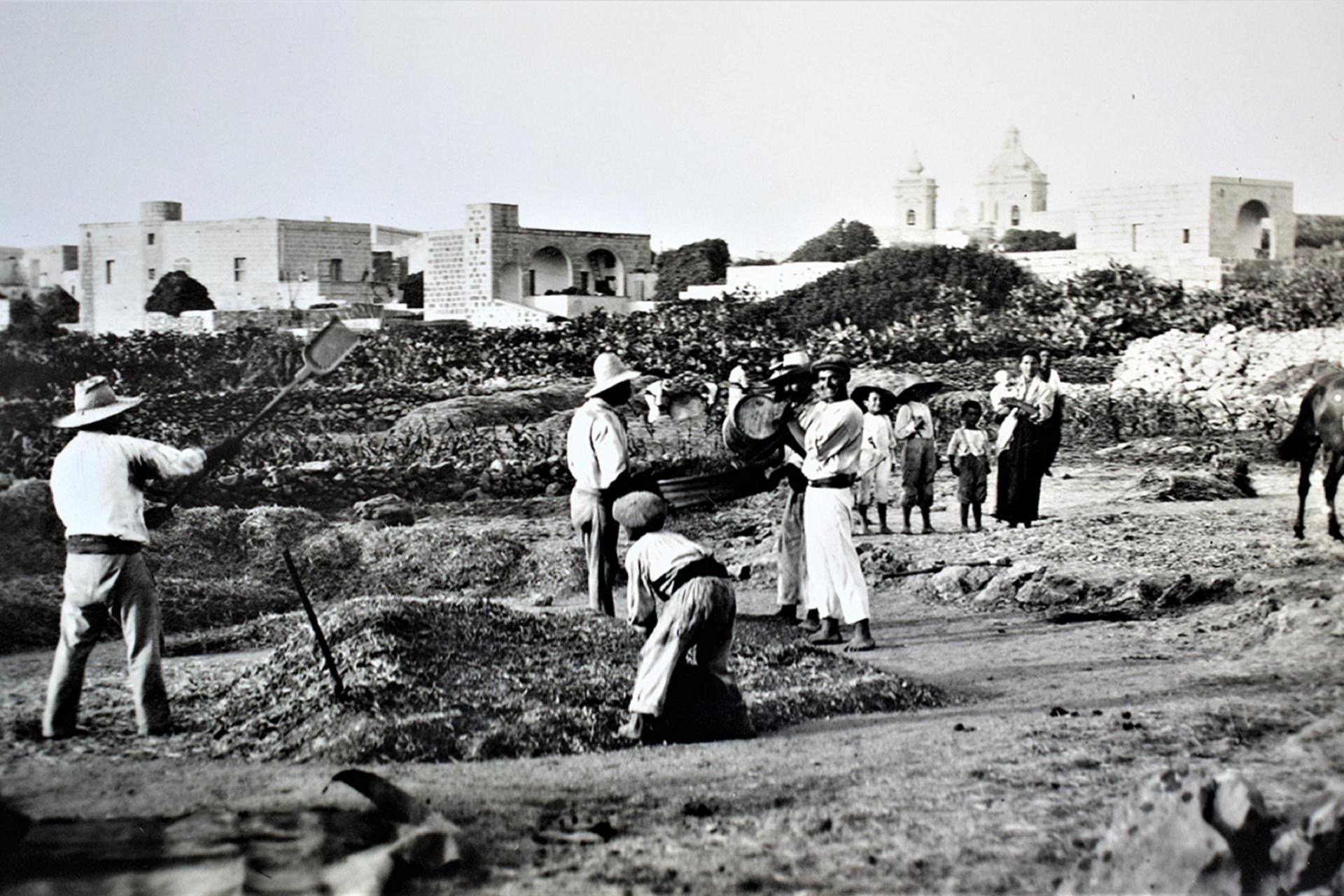 Farmers working the field