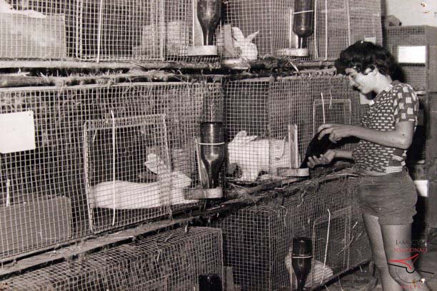 Gozo Experimental Farm