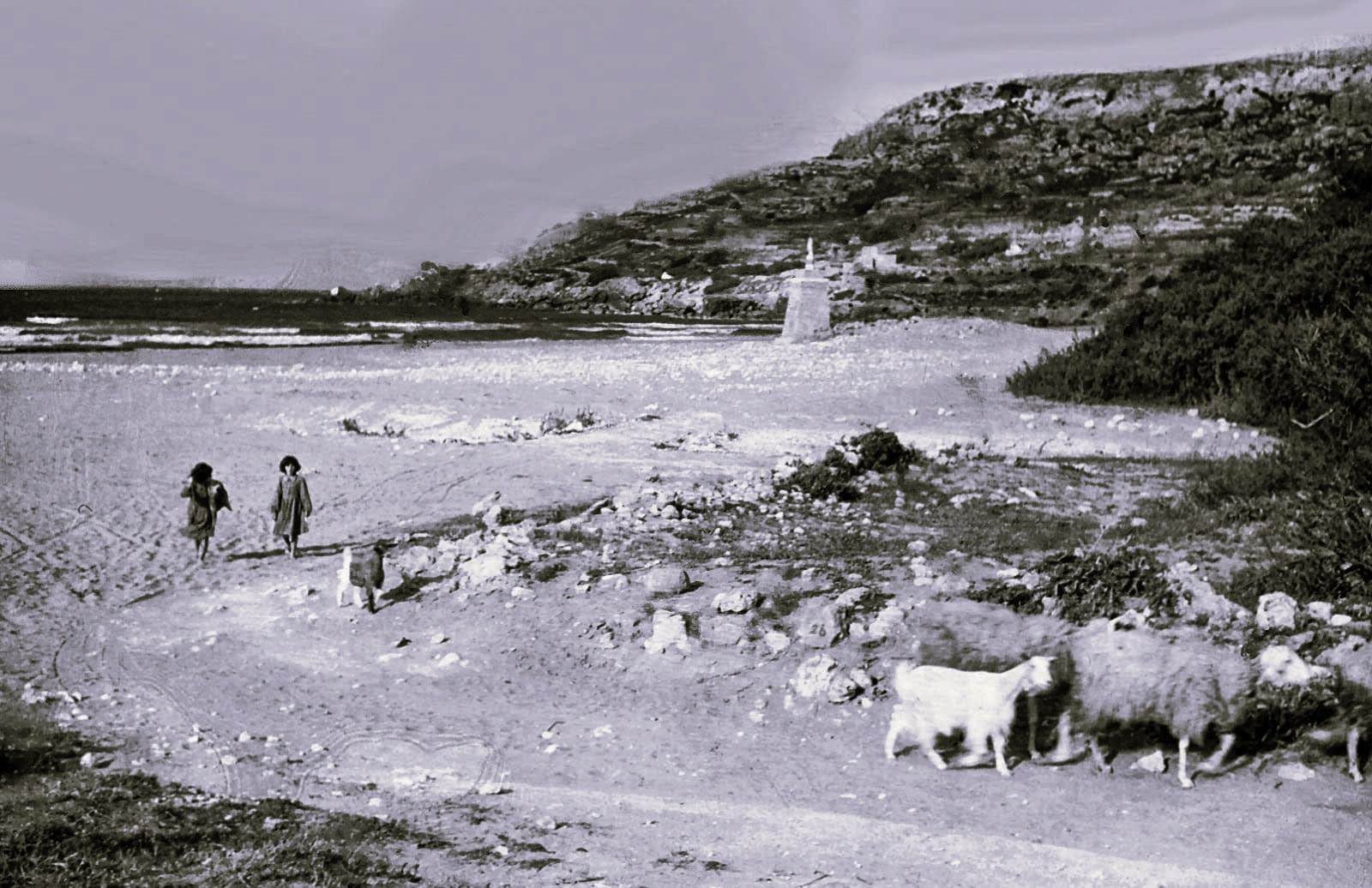 Goat herding at Ramla bay