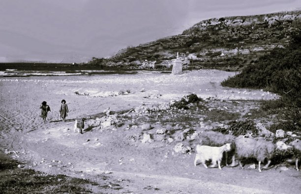 Goat herding at Ramla bay