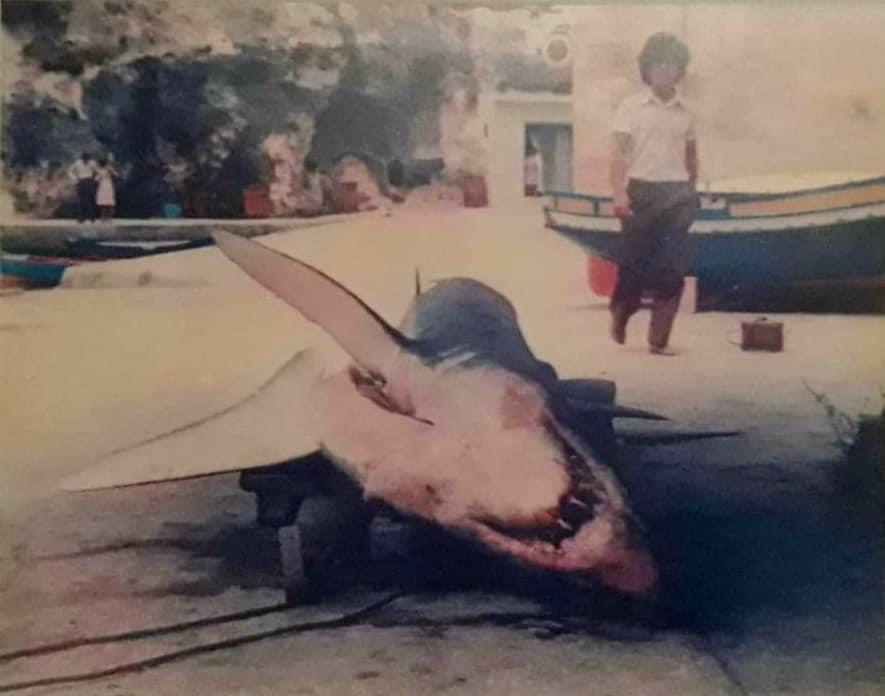 Shark catch at Xlendi bay